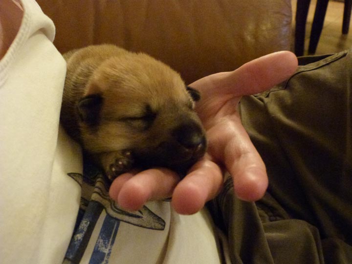 chinook dog